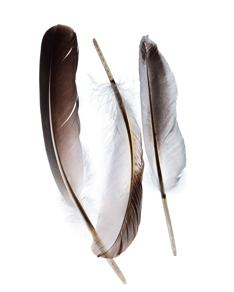 D111410-Feather-081